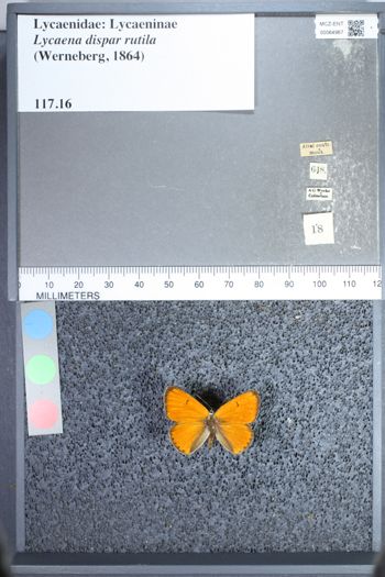 Media type: image;   Entomology 64967